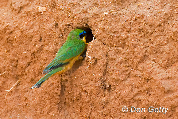 Little Bee-eater