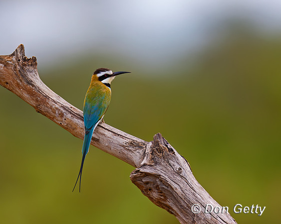 White-throated Bee-eater