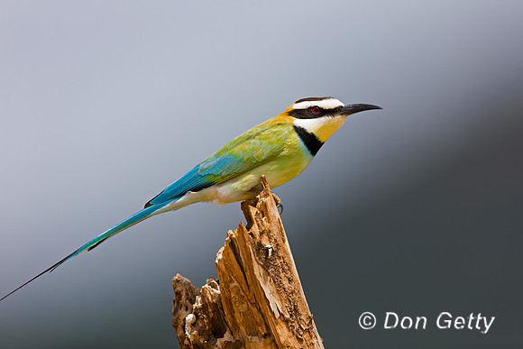 White-throated Bee-eater