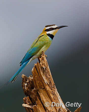 White-throated Bee-eater