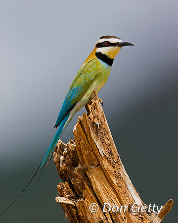 White-throated Bee-eater