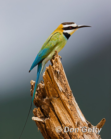 White-throated Bee-eater