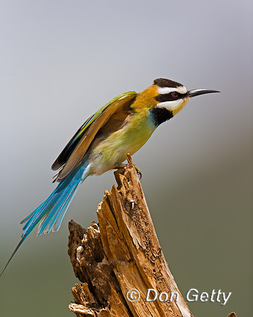 White-throated Bee-eater