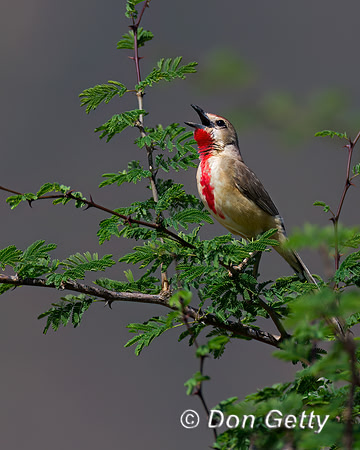 Rosy-patched Bushshrike