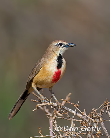 Rosy-patched Bushshrike