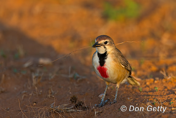 Rosy-patched Bushshrike