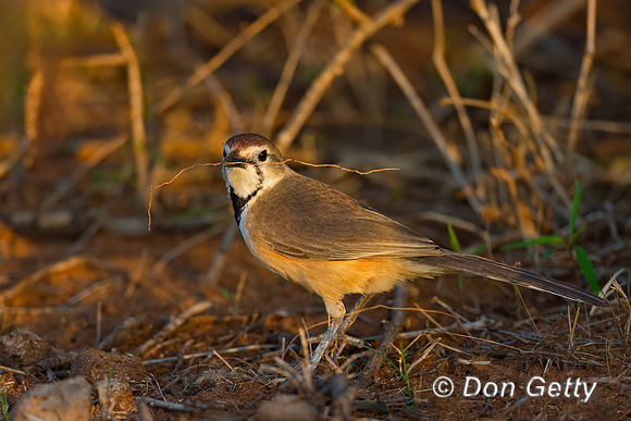 Rosy-patched Bushshrike
