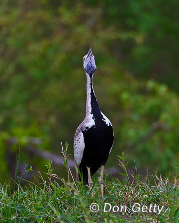 Black bellied Bustard