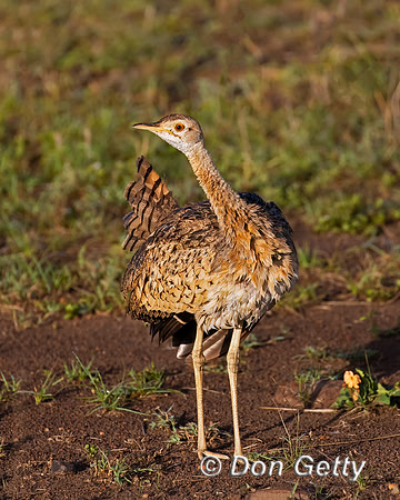 Black bellied Bustard