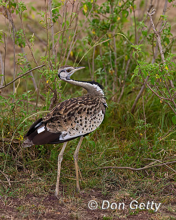 Black bellied Bustard