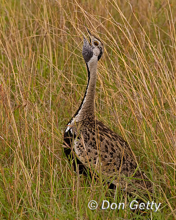 Black bellied Bustard