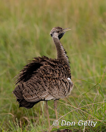 Black bellied Bustard