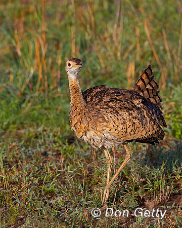 Black bellied Bustard