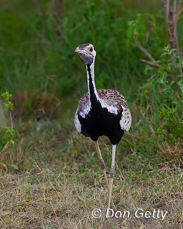 Black bellied Bustard