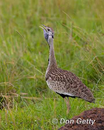 Black bellied Bustard