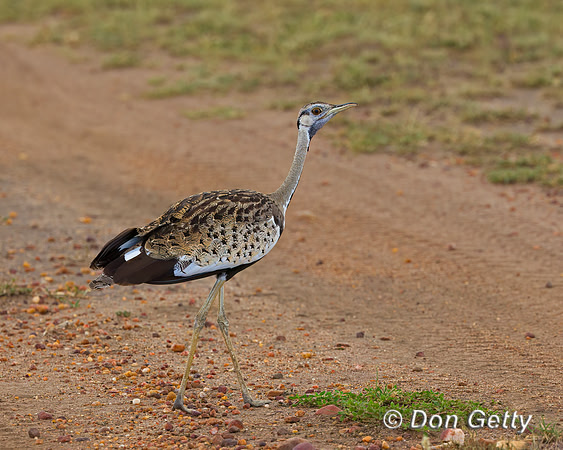 Black bellied Bustard