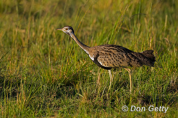 Black bellied Bustard