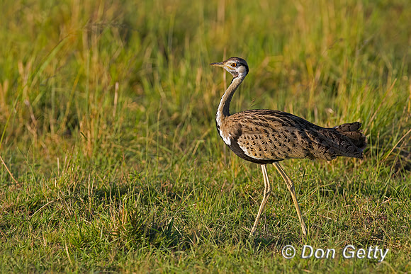 Black bellied Bustard