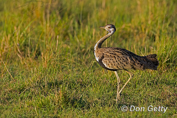 Black bellied Bustard