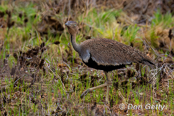 Buff-crested Bustard