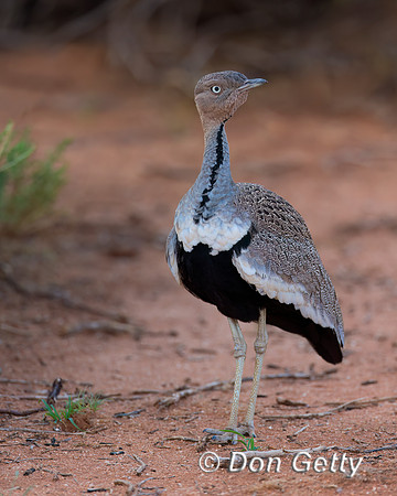 Buff-crested Bustard