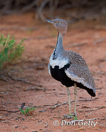 Buff-crested Bustard
