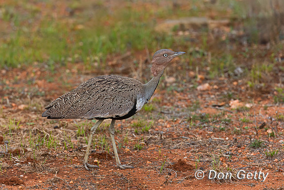 Buff-crested Bustard