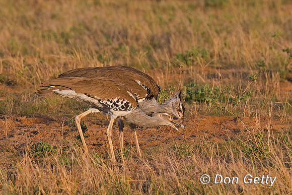 Kori Bustard