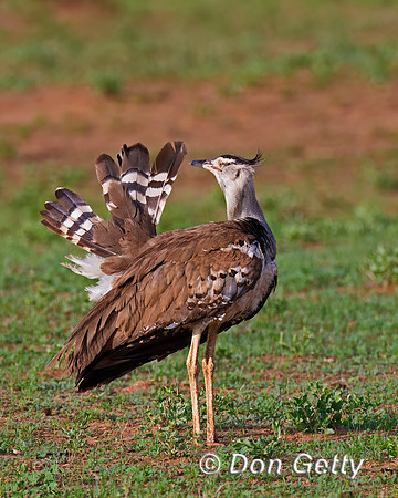Kori Bustard