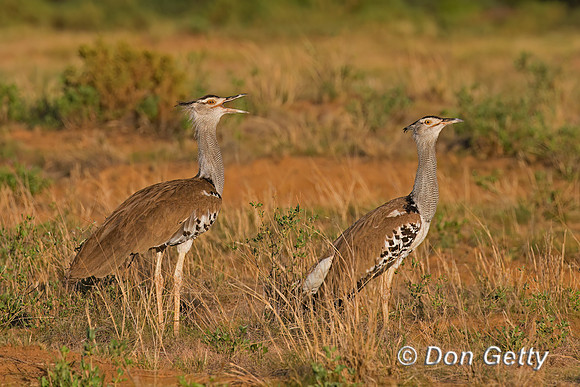 Kori Bustard