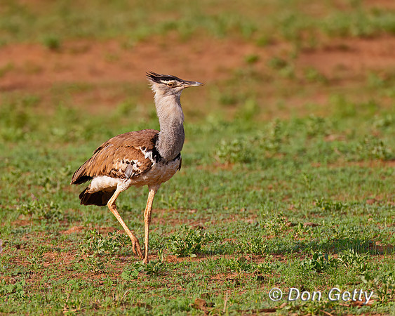 Kori Bustard