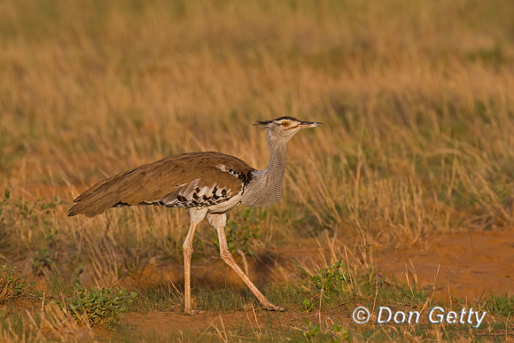 Kori Bustard