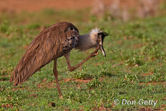 Kori Bustard
