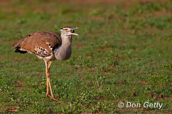 Kori Bustard