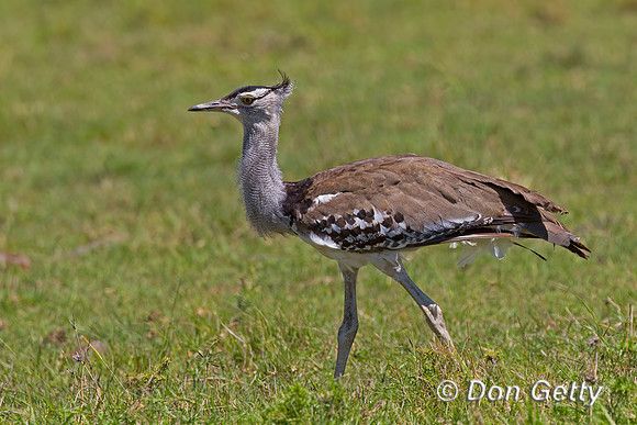 Kori Bustard
