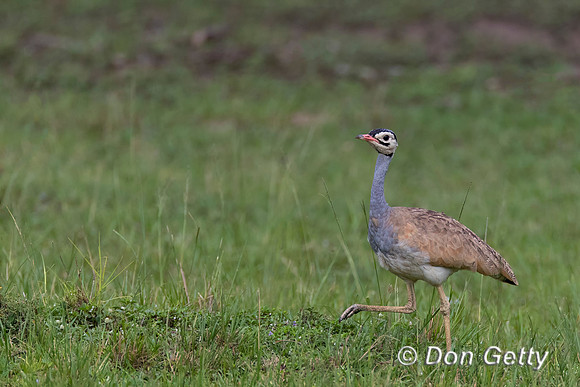 White-bellied Bustard