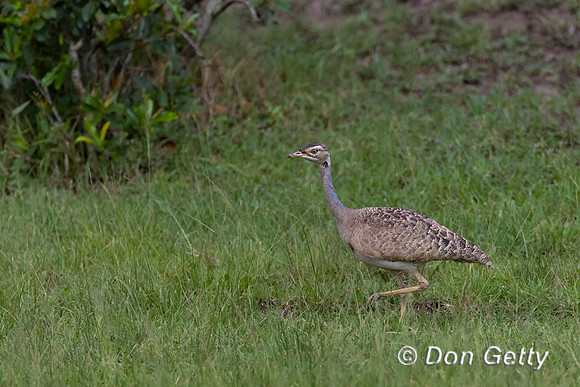 White-bellied Bustard