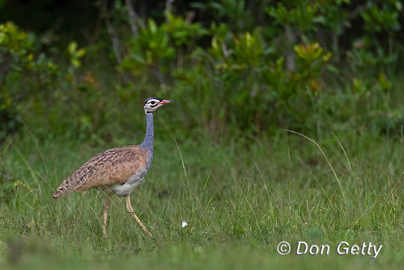 White-bellied Bustard
