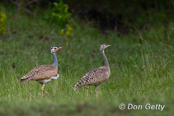 White-bellied Bustard