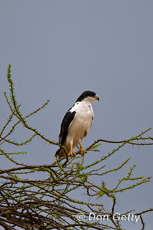 Augur Buzzard