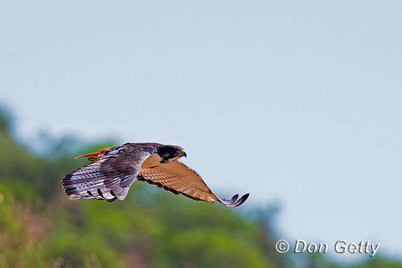 Augur Buzzard
