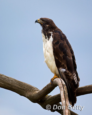 Augur Buzzard