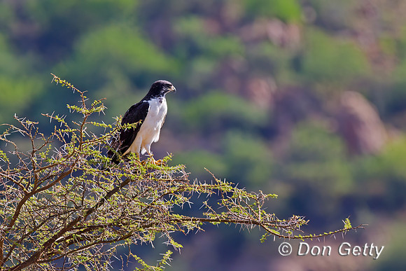 Augur Buzzard