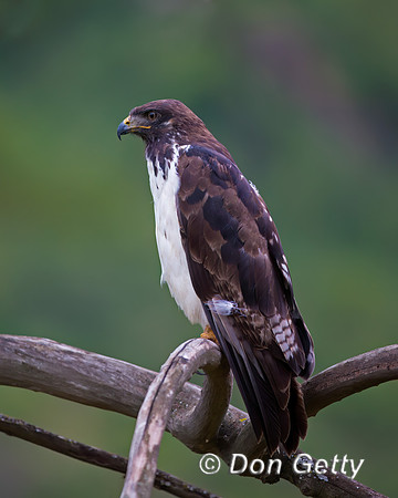 Augur Buzzard