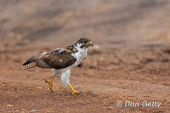 Augur Buzzard