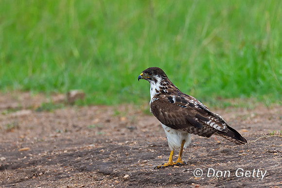 Augur Buzzard