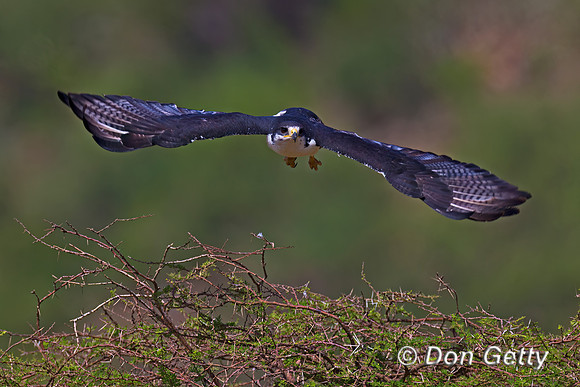 Augur Buzzard