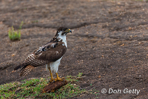 Augur Buzzard