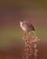 Rattling Cisticola