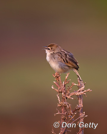 Rattling Cisticola